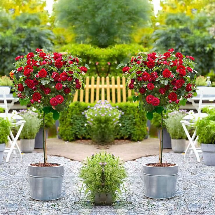 Pair of Patio Standard Red Rose Trees