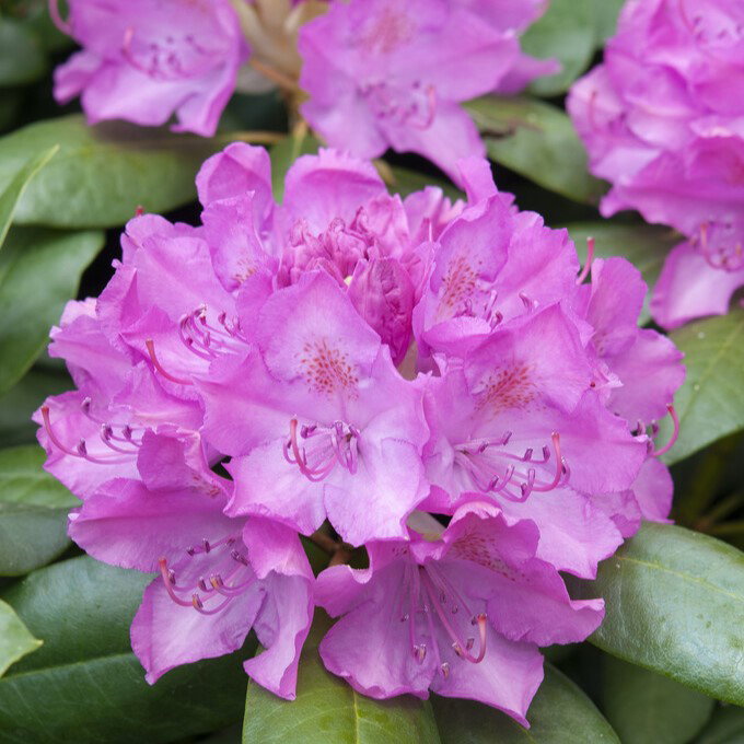 Rhododendron 'Roseum Elegans'