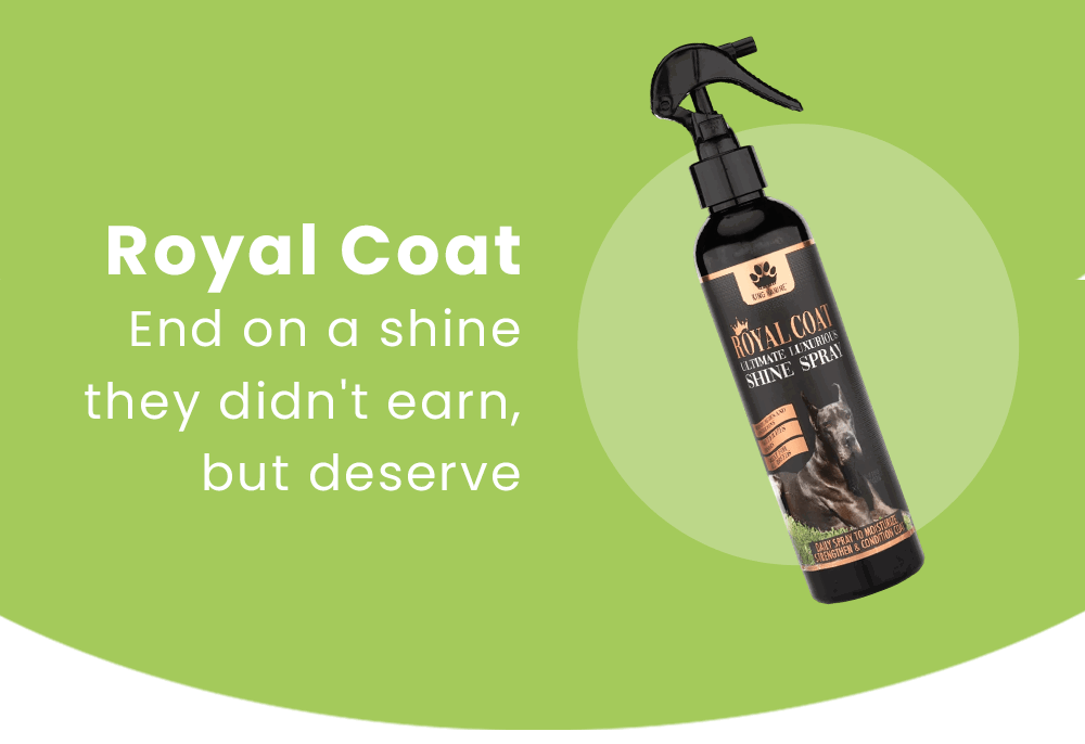 Royal Coat → end on a shine they didn't earn, but deserve