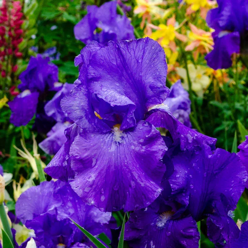 Feed Back Reblooming Iris
