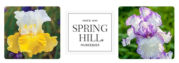 TODAY ONLY: Extra 10% OFF Daylilies