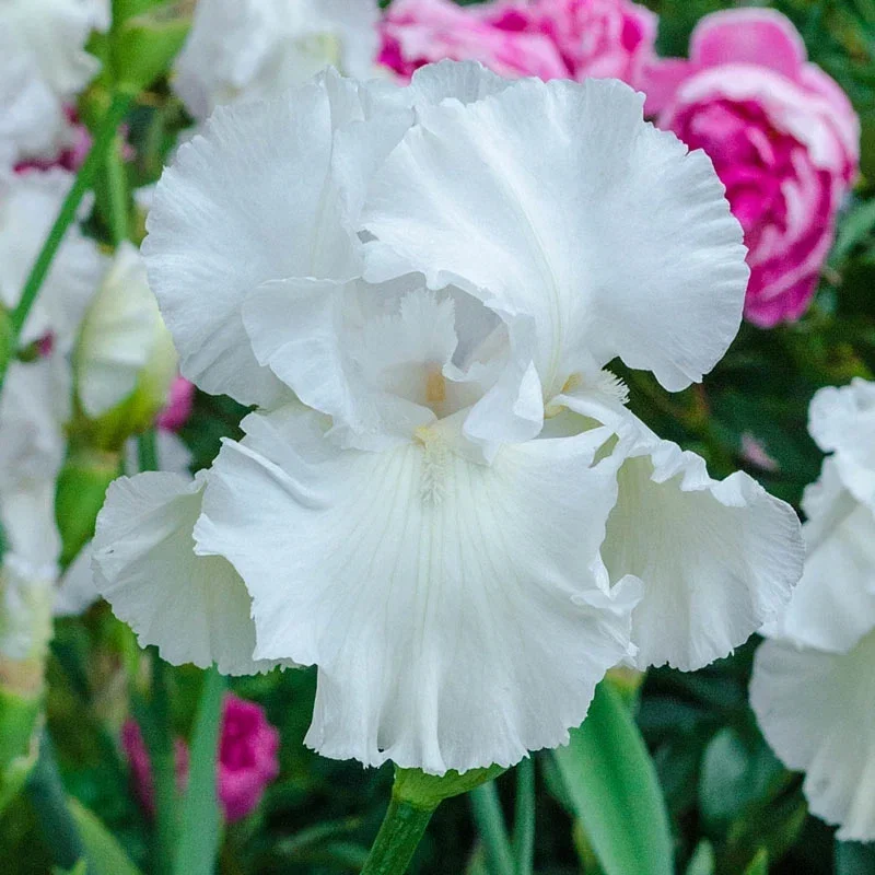 Immortality Reblooming Bearded Iris
          