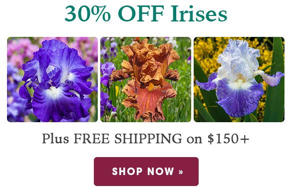 EXTENDED ONE DAY: 30% OFF Irises