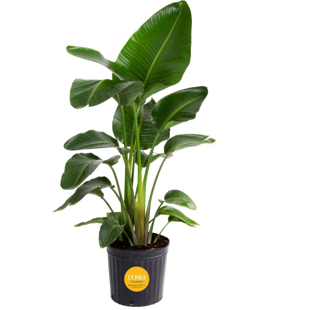 Costa Farms White Bird of Paradise Nursery Plant