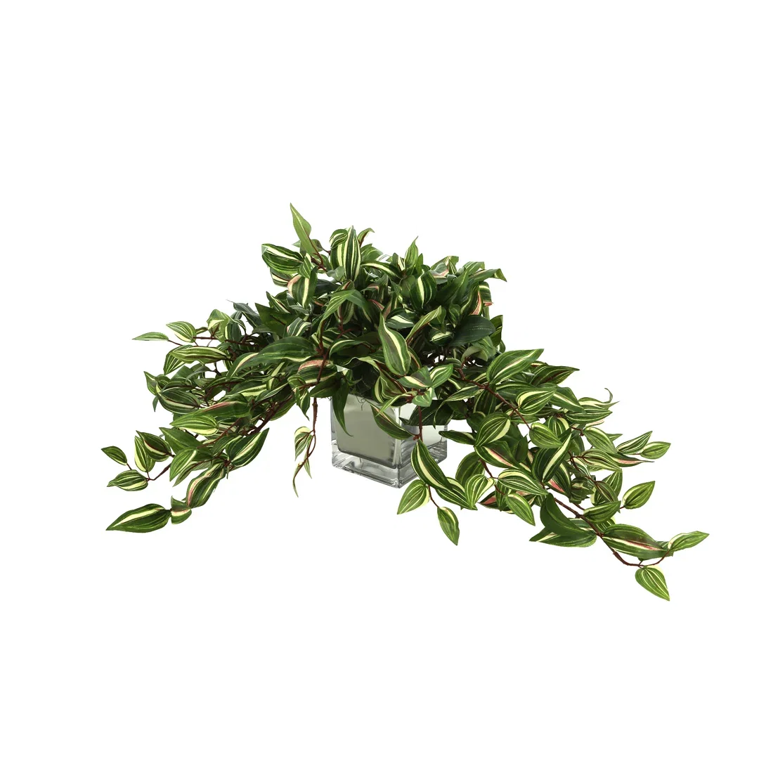 Wandering Jew Arrangement In Square Glass Pot