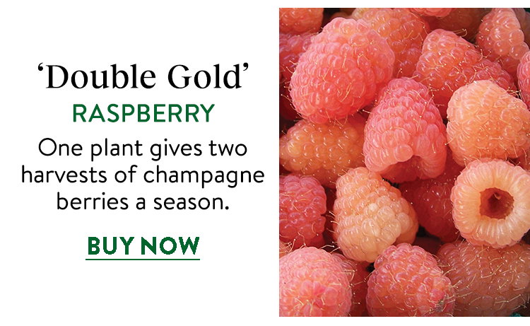 Double Gold Raspberry