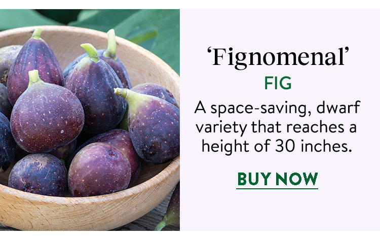 Fignomenal Fig