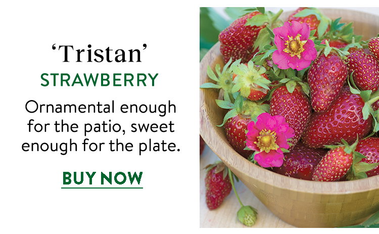 Tristan Strawberry