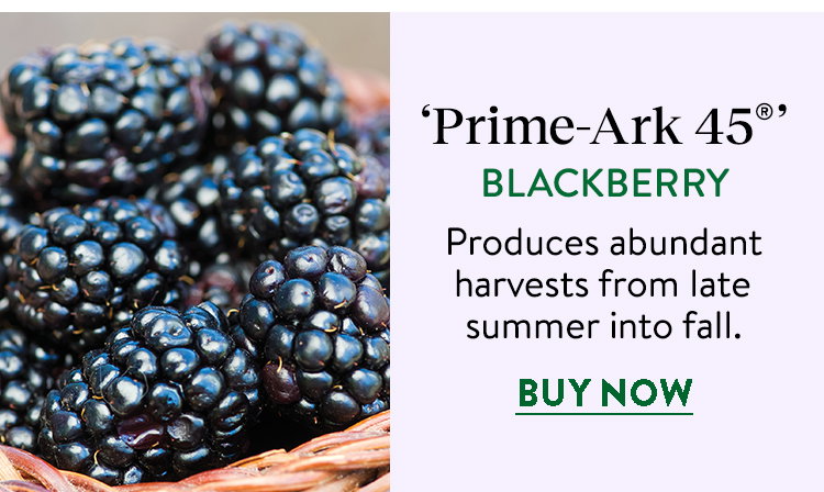 Prime-Ark 45®' Blackberry