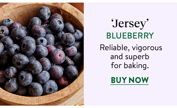 Jersey Blueberry