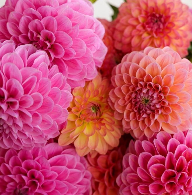 Close up to pink and orange Dahlias from the Market Box Soft Palette