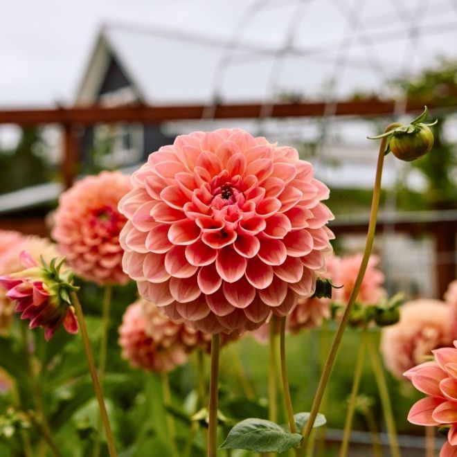 Dahlias from the garden at Farmquarters