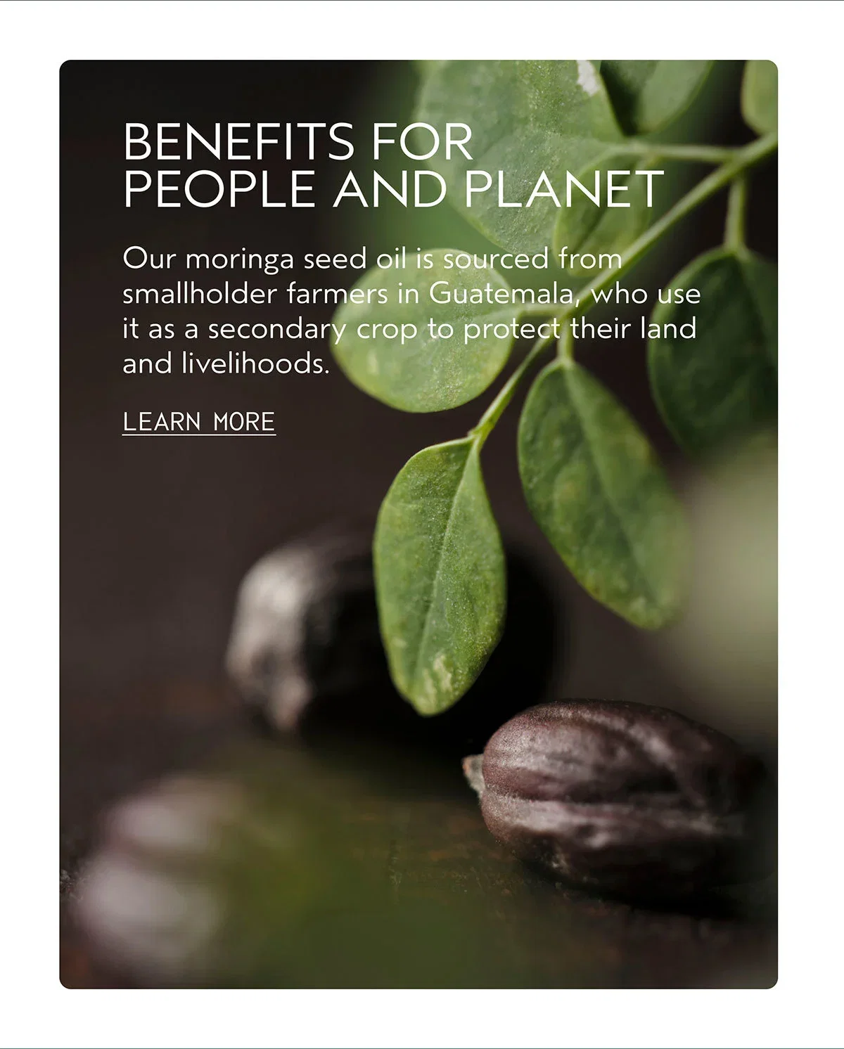 BENEFITS FOR PEOPLE AND PLANET | Our moringa seed oil is sourced from smallholder farmers in Guatemala, who use it as a secondary crop to protect their land and livelihoods. | LEARN MORE
