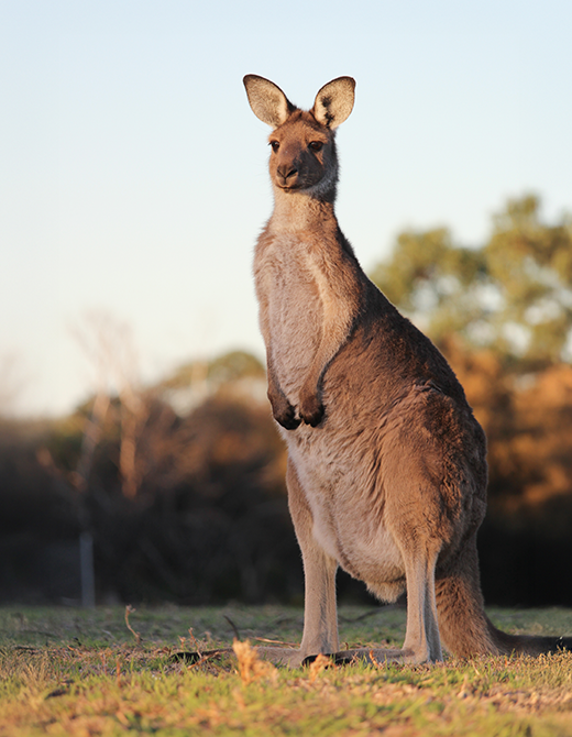 Darwin-Australia-kangoroo