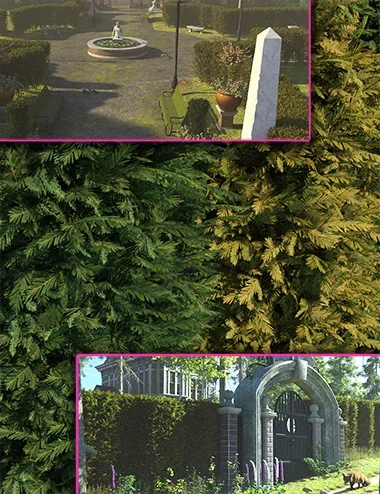 Yew Hedge Plants with Hedge Maker Presets (Hedgerow Kit 5)