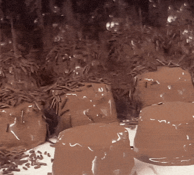 Animated GIF showcasing the making of Bordeaux™ candies
