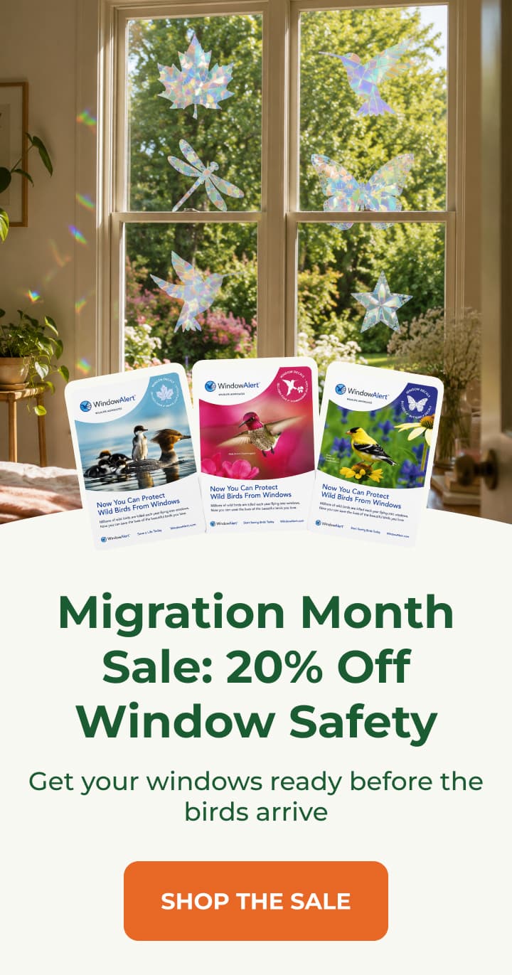 Migration Month Sale: 20% Off Window Safety