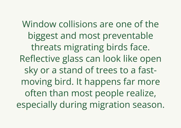 Window collisions are one of the biggest