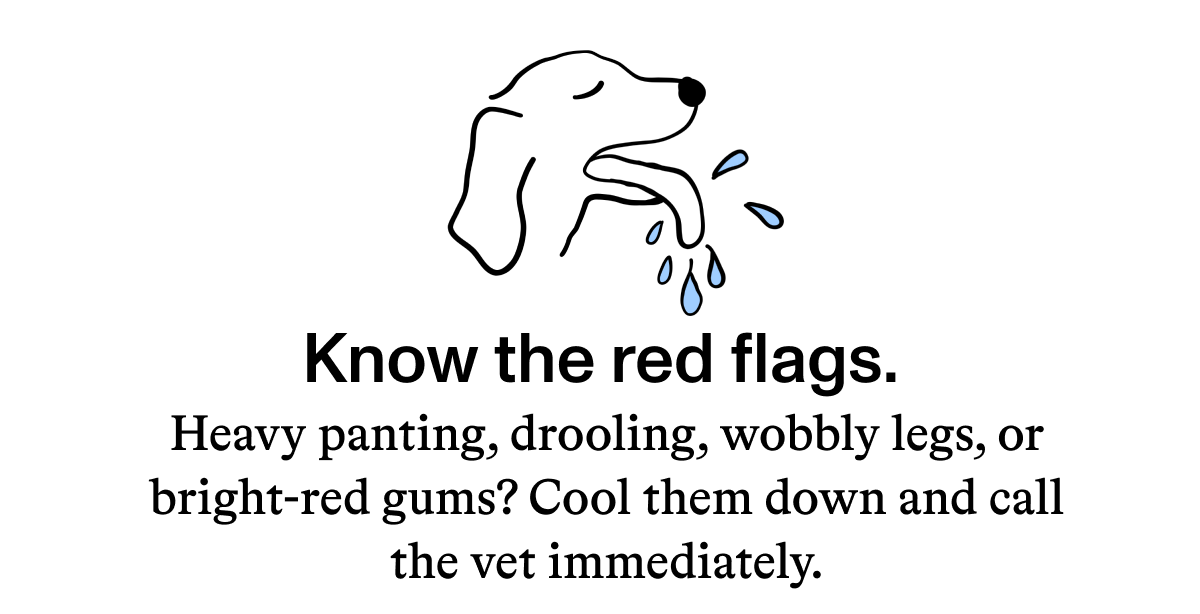 Know the red flags.  Heavy panting, drooling, wobbly legs, or bright-red gums? Cool them down and call the vet immediately.