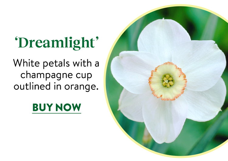 Dreamlight Daffodil Bulbs