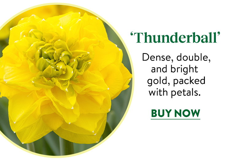 Thunderball Daffodil Bulbs