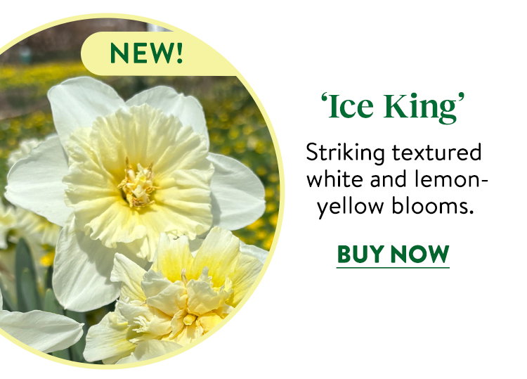 Ice King Daffodil Bulbs