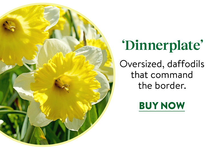 Dinnerplate Daffodil Bulbs