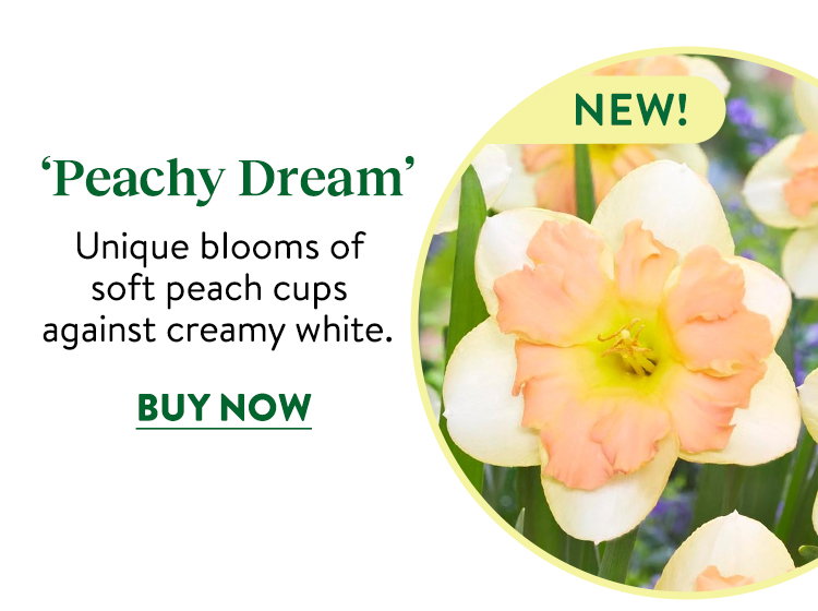 Peachy Dream Daffodil Bulbs