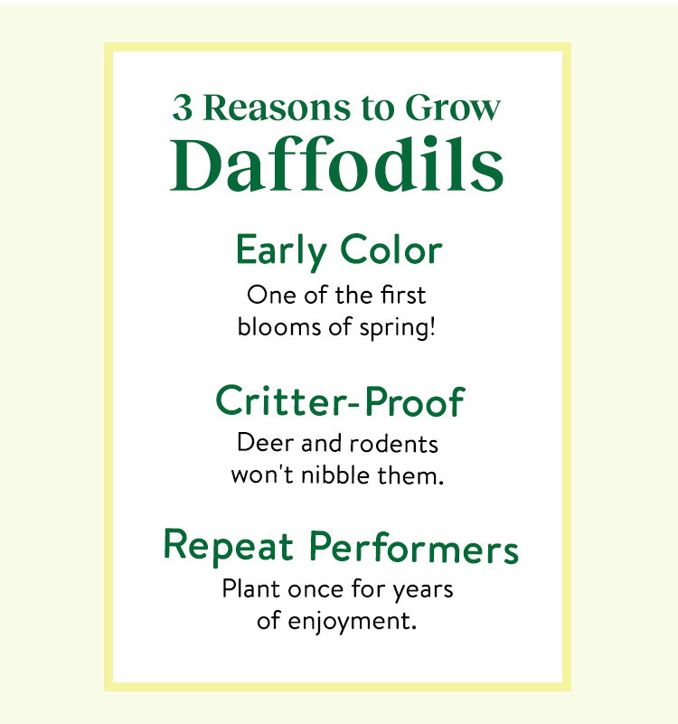 Daffodil Bulbs