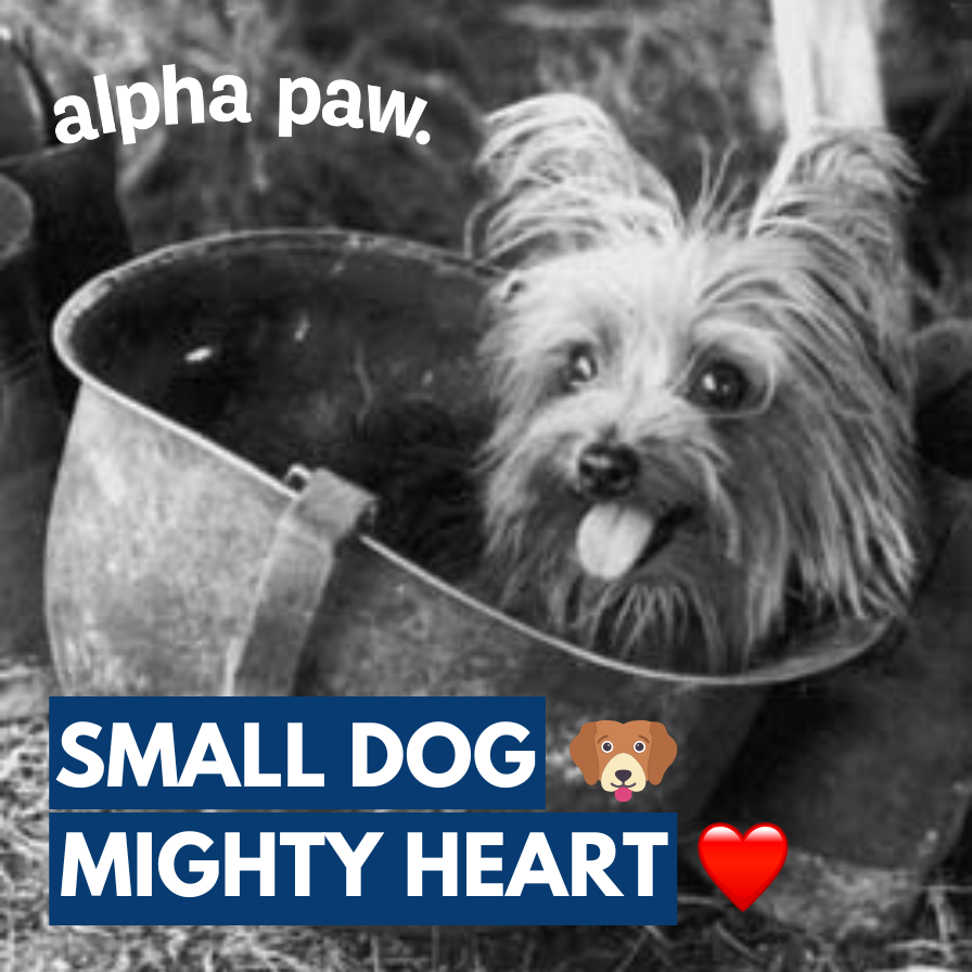 Dog happy products