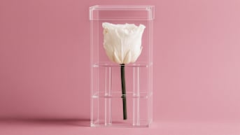 The "Happy Anniversary" Rose in White