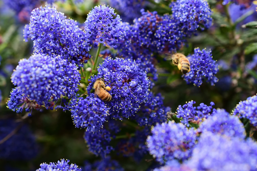 bees pollinating purple flowers