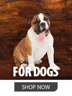 Shop Jeffers Products for Dogs
