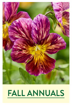 Fall Planted Annuals