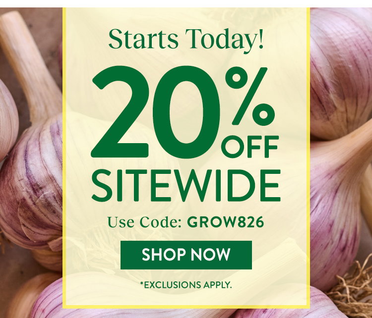 Garlic Bulbs