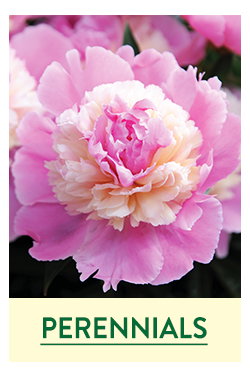 Fall Perennial Plants