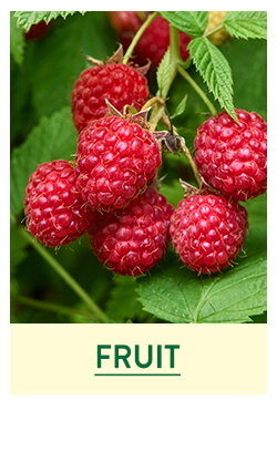 Fruit and Berry Plants
