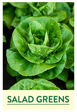 Salad Green Seeds and Plants