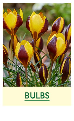 Flower Bulbs