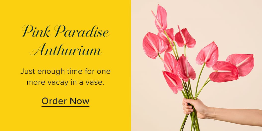 Pink Paradise Anthurium. Just enough time for one more vacay in a vase. Order now.