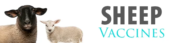 SHOP Sheep VACCINES