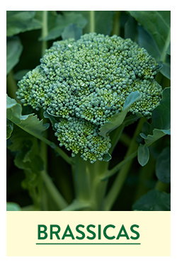 Brassica Seeds and Plants
