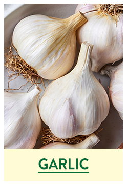 Garlic Bulbs
