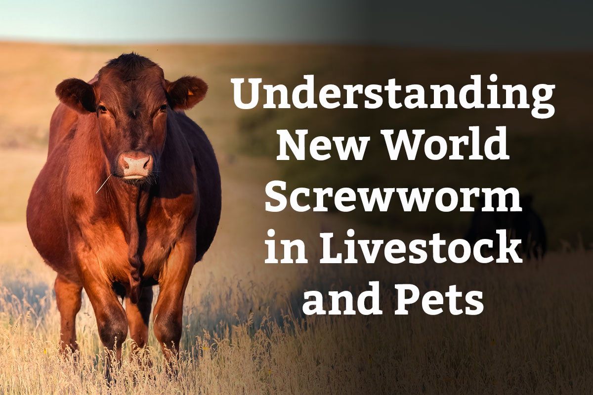 Understanding New World Screwworm in Livestock and Pets - Learn More