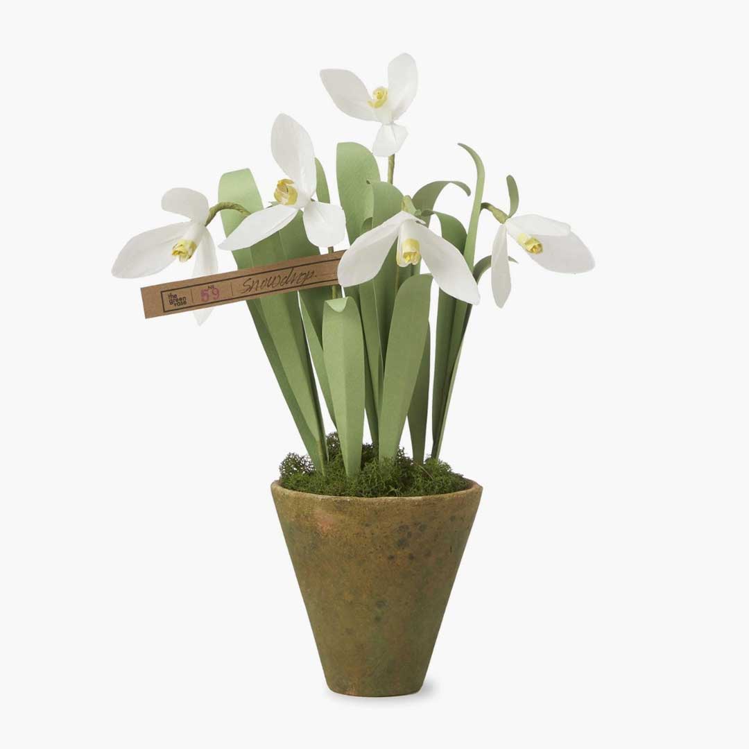 MINI SNOWDROP PLANT