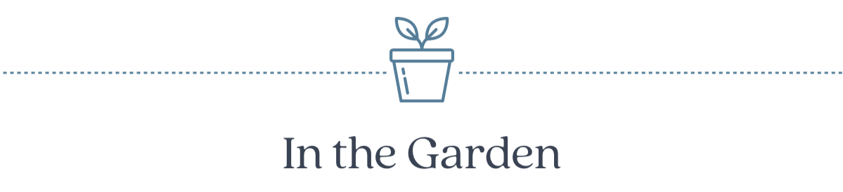 In the Garden