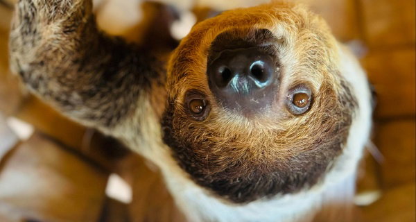 34% Off Zoo Admission or VIP Experience at Georgia Untamed Zoo