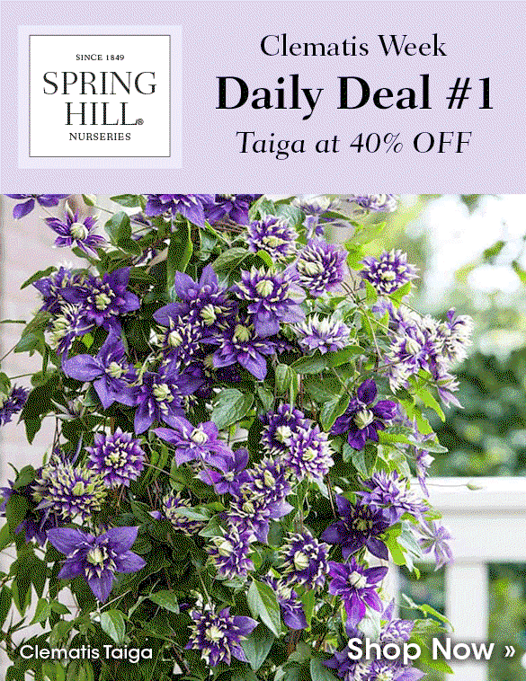 Today Only: 40% OFF Clematis Taiga