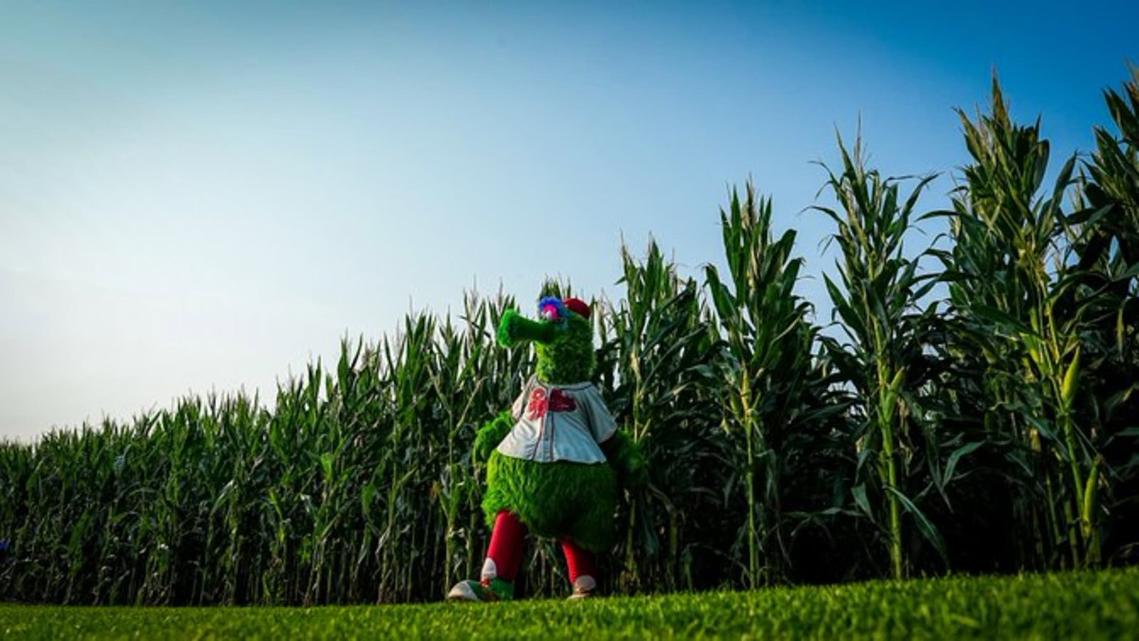The Phillie Phanatic emerges from the corn