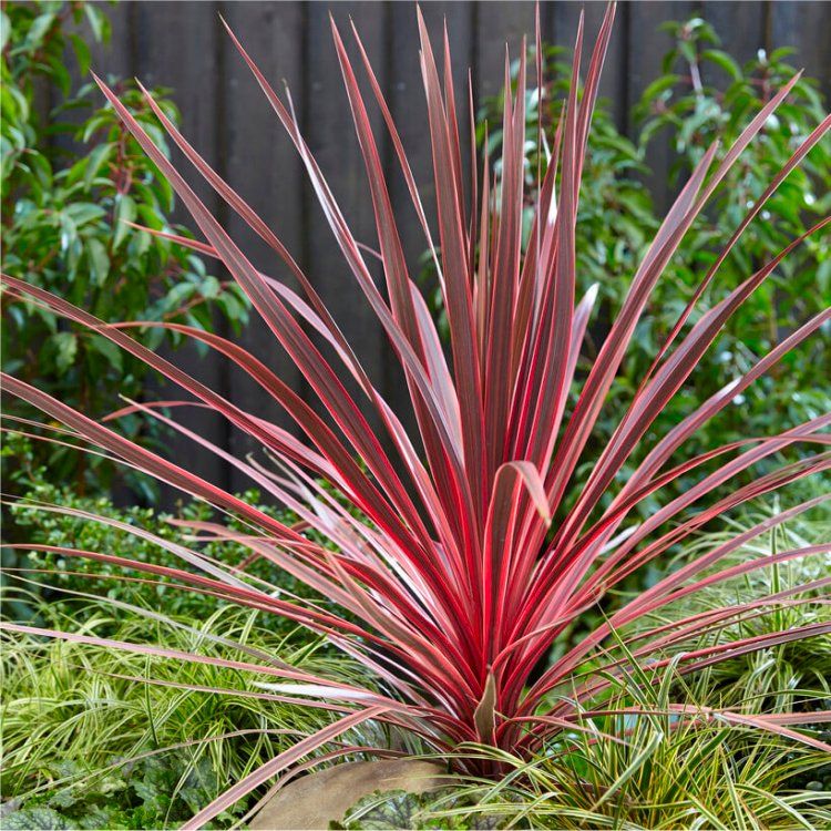 Cordyline 'Charlie Boy'